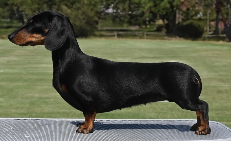 SEVCH Cewells Eugenia”Smilla”