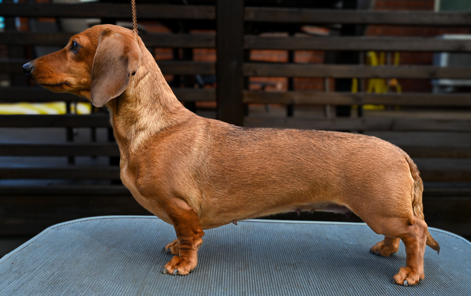 SEVCH SEU(v)CH Cewells Blush Queen”Saga”