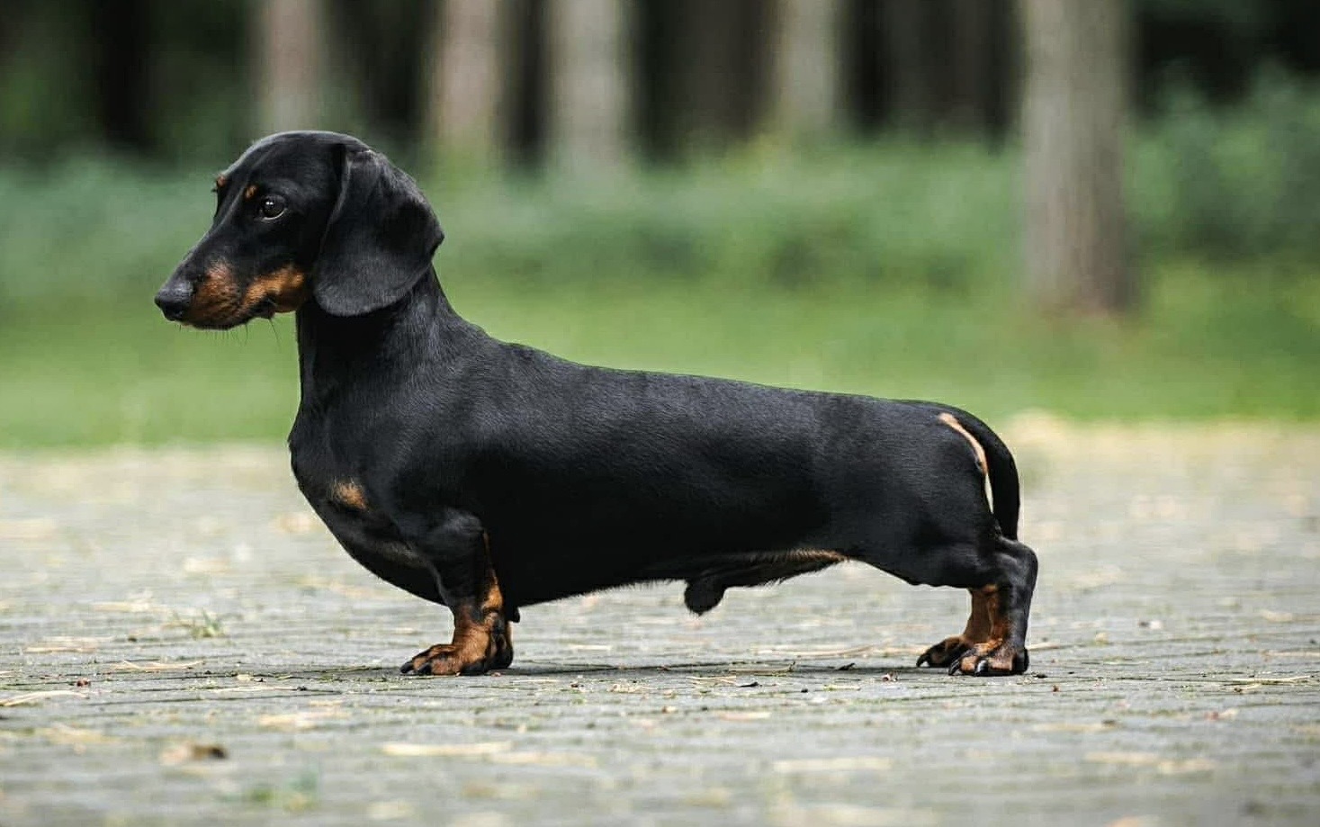 Line of Life Black Bumer