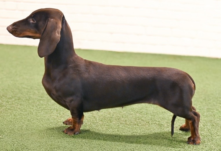 Korthårig normalstor